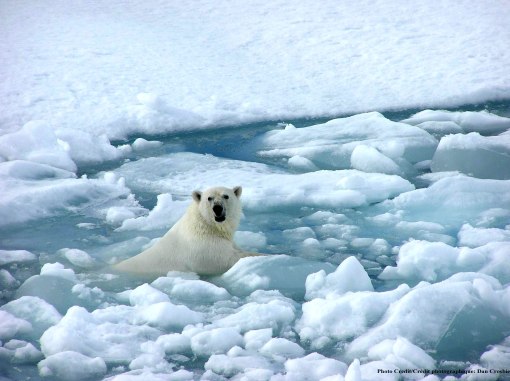 arctic_sea_ice_polar_bear